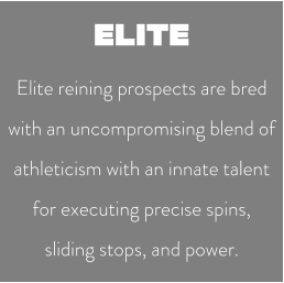 ELITE Elite reining prospects are bred with an uncompromising blend of athleticism with an innate talent for executing precise spins, sliding stops, and power.